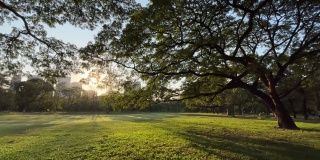 清晨的绿色公园与日出