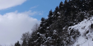 日本森林的雪冬，自然风光