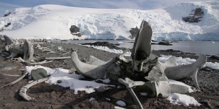 南极洲海岸上的鲸鱼骨架