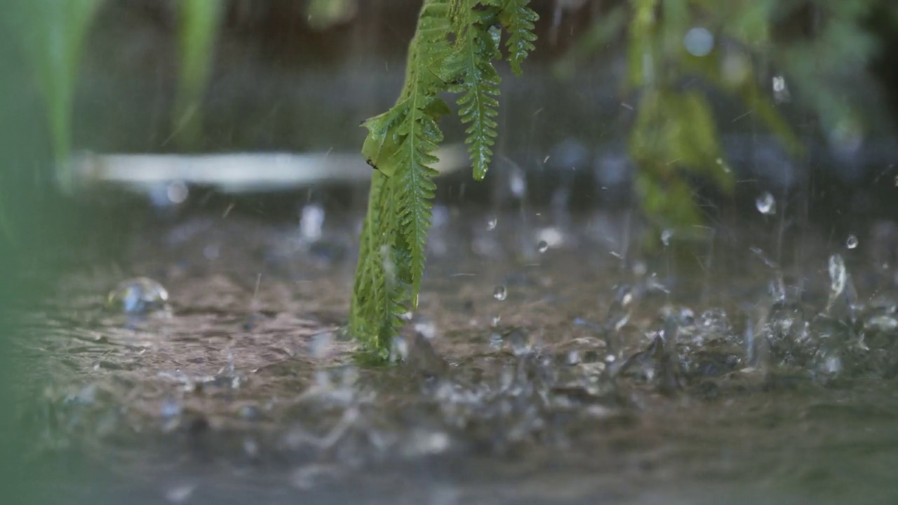 雨水带着葱翠的蕨类植物落在水面上