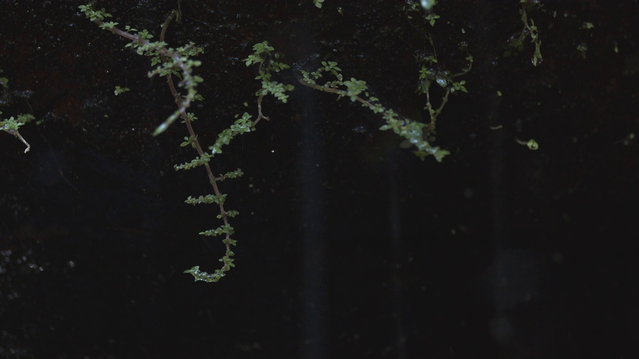 雨水滴在郁郁葱葱的蕨类植物上。热带雨林生态系统的概念