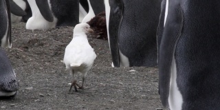 南极洲的海鹦被王企鹅包围着