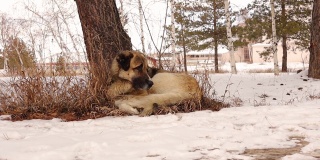 流浪狗坐在被雪包围的树下，试图睡觉。冬天城市里的流浪狗。动物Vs.寒冷天气。宠物,宠物,动物。爱狗。野生动物,野生自然