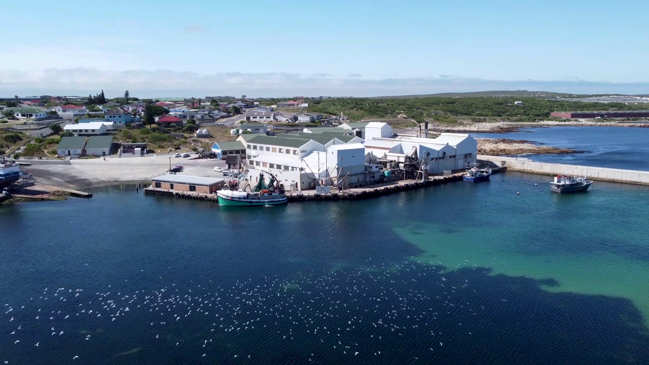 甘斯湾的小型工作港口和工厂，水面上飞翔着一大群白色海鸥