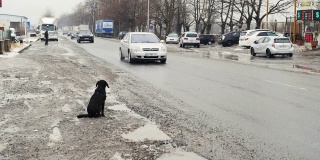 流浪狗坐在路边。路上被遗弃的狗。