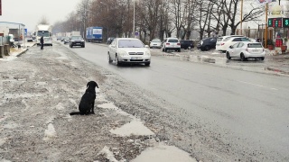 流浪狗坐在路边。路上被遗弃的狗。视频素材模板下载
