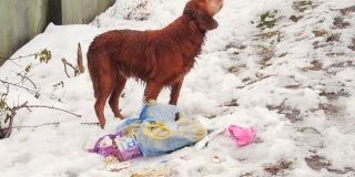 饥饿的流浪狗吃垃圾。流浪狗在雪中挣扎求生。