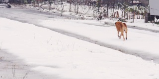 红色的流浪狗在雪地里行走。