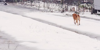 红色的流浪狗在雪地里行走。