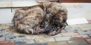 生病的流浪狗睡在街上。患虫病的流浪狗