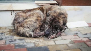 生病的流浪狗睡在街上。患虫病的流浪狗视频素材模板下载