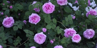 春天的傍晚，一丛粉红色的玫瑰