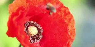 蜜蜂从一朵花上起飞，在花上盘旋，动作缓慢