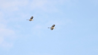 白鹭在晴朗的春天的天空中飞翔视频素材模板下载