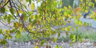 色彩斑斓的树叶在模糊的秋天背景。