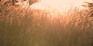 以日落为背景的草花或狼尾草。户外在自然的概念