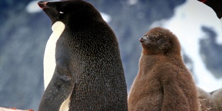 阿德利企鹅和小企鹅