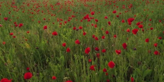 红色的罂粟花在春天的草地上，美丽的乡村风景