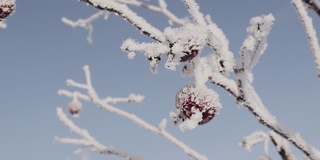 结霜的树枝和苹果