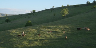 自由放养的奶牛在兹拉蒂博尔山坡上吃草