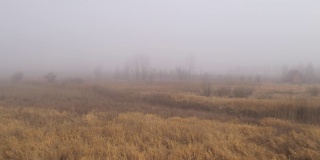 无人机拍摄的大雾清晨的沼泽景象