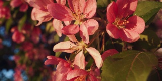 晚霞中粉红色樱花花瓣的特写。欣赏美丽的樱花。