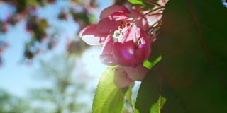 粉红色的樱花在金色的阳光下绽放。温暖的一天在花园与樱花。