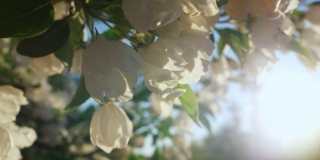 春日金色阳光下的苹果花景色。神奇的花卉。