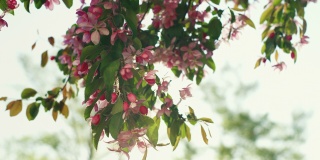 粉红色的樱花映衬着明亮的金色阳光。催人奋进的春花景象。