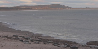 一群海豹在沙滩上休息的镜头，背景是大海和海岸线