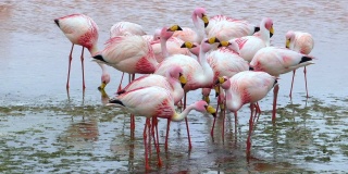 在南美玻利维亚的科罗拉多湖，成千上万的粉红色火烈鸟
