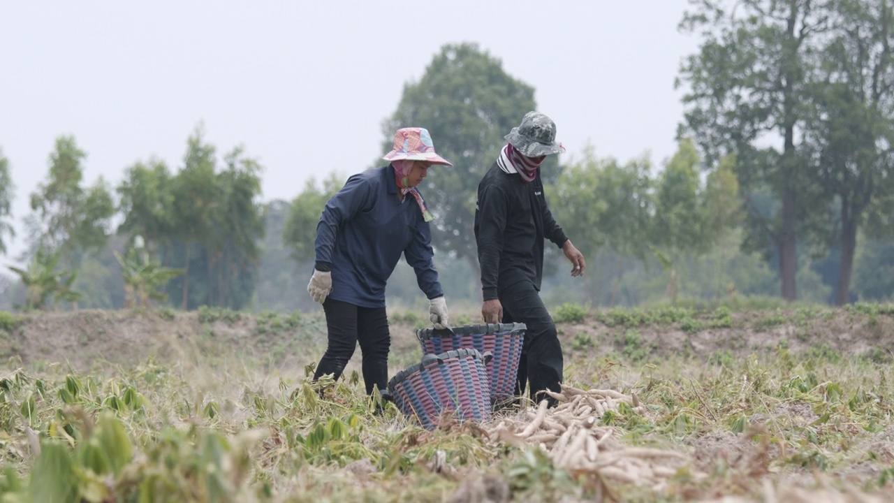 园丁收获木薯，把它放在篮子里出售