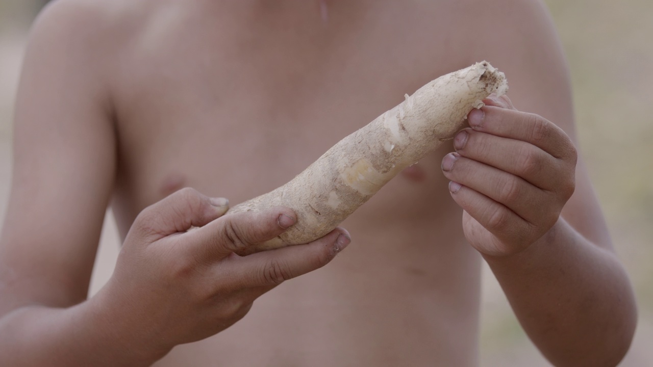 园丁男孩在田里分析他手上的木薯。