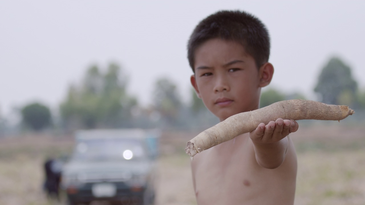 园丁男孩正在收割，并展示他手上的木薯