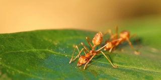 蚂蚁在叶子上喝水