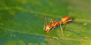 蚂蚁在叶子上喝水