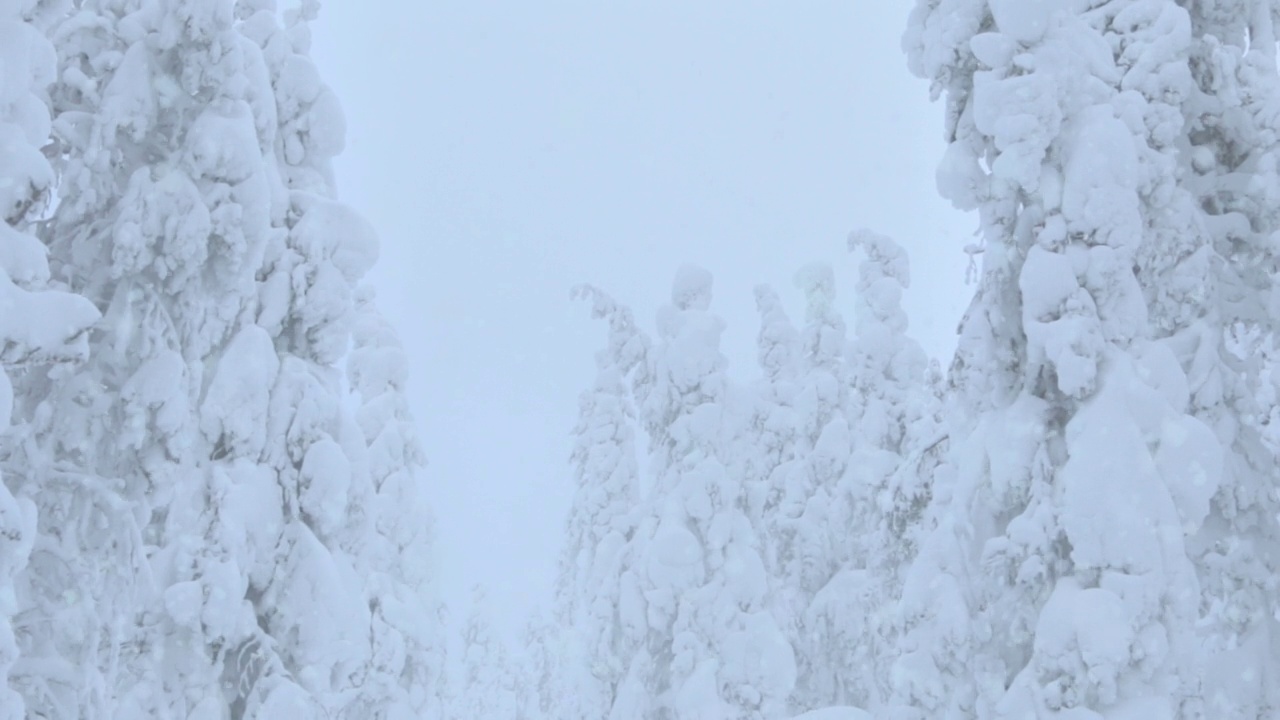 雪山森林里的雪