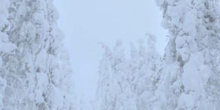 雪山森林里的雪