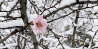 春天花下雪，冬天季节