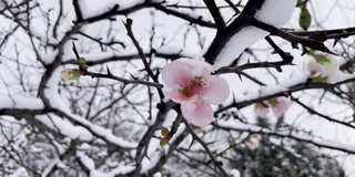 春天花下雪，冬天季节