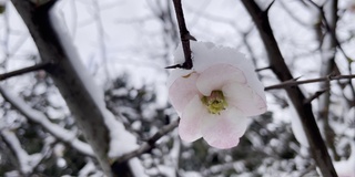 春天花下雪，冬天季节