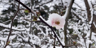 春天花下雪，冬天季节