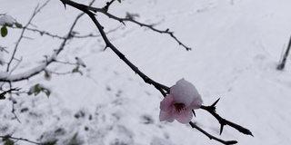 春天花下雪，冬天季节