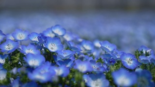 Nemophila。小蓝花。视频素材模板下载