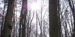 冬天透过树枝看到的阳光