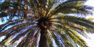 那不勒斯——皇家植物园金丝雀棕榈树的垂直全景