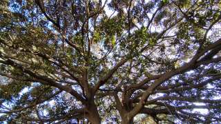 那不勒斯-一棵榕树在皇家植物园的概览视频素材模板下载