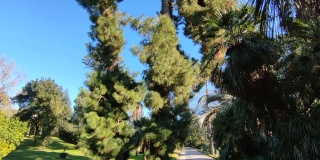 那不勒斯——皇家植物园中卡纳里松的垂直全景图
