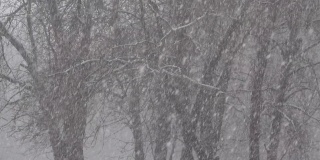 大雪和大风在花园的背景下树木的剪影。