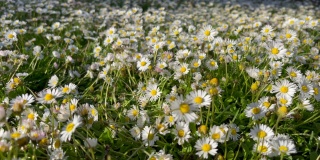 镜头滑过一片长满雏菊和毛茛的野花草地，以夏日和春天为背景。
